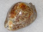 Cypraea Stercoraria ( Gabon )